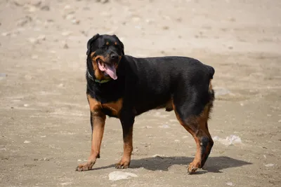 DSC_3002 (Large).JPG